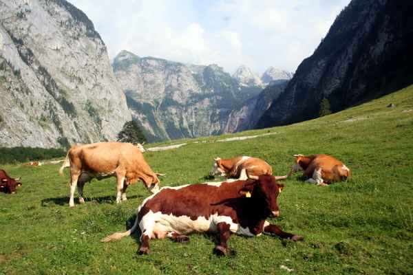 Auf der Fischunkelalm