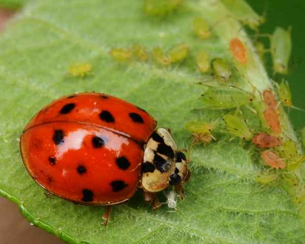 marienkäfers schlaraffenland