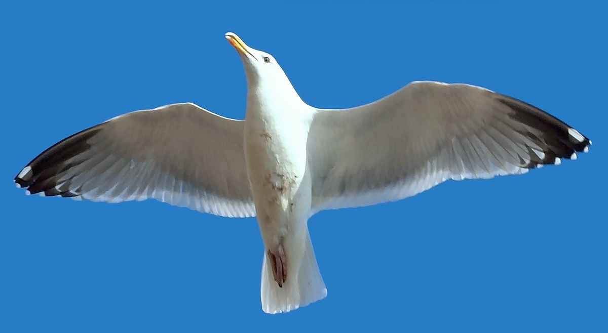 Weiße Möwe, blauer Himmel