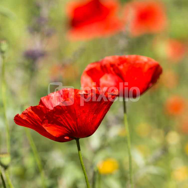 Mohn im Garten