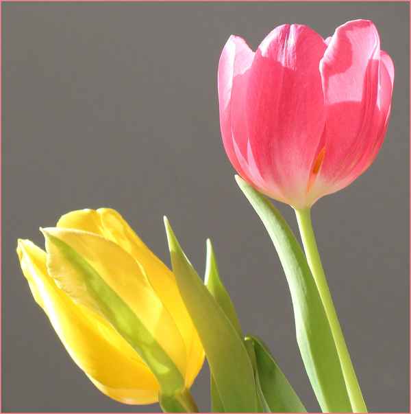 POWER FLOWER II