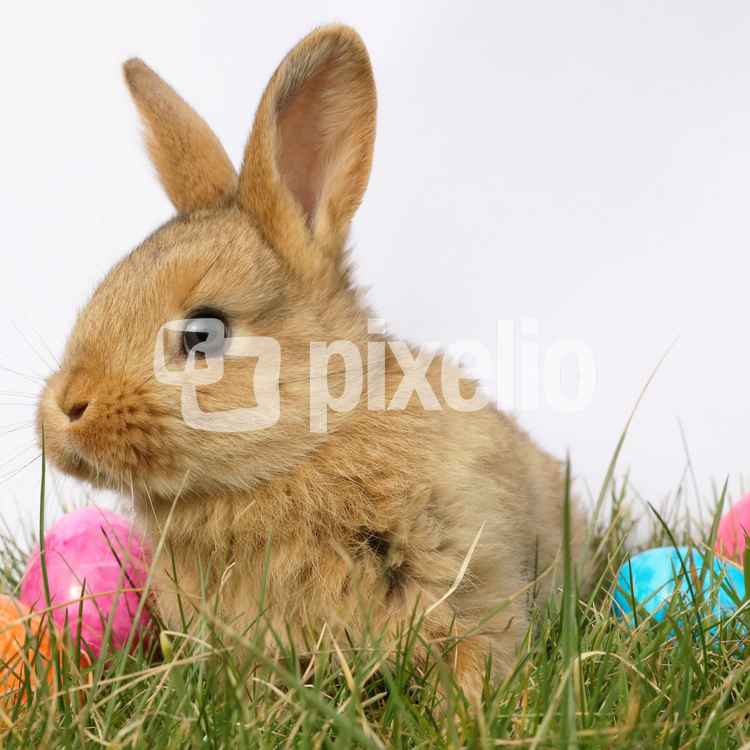 Kleiner kuscheliger Osterhase