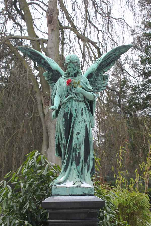 der Engel mit der Rose
