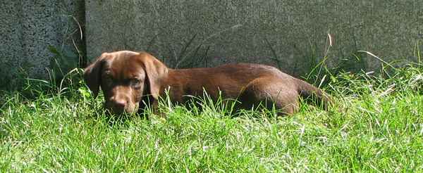 Cookie - im Garten2