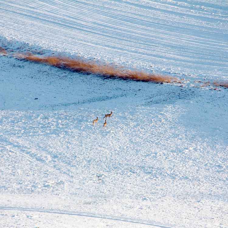 Rehe auf einer Wiese