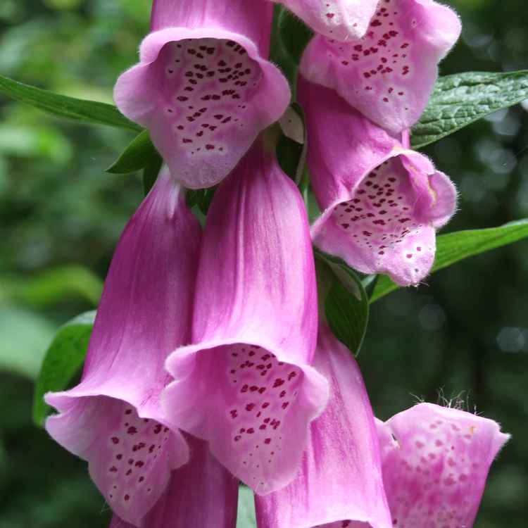 Digitalis