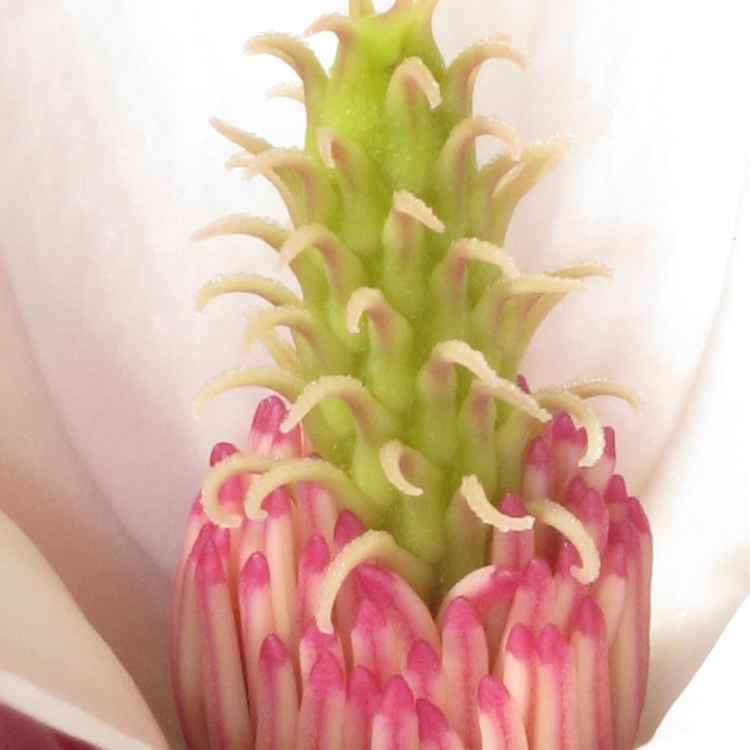 Magnolienblüte im Kloster Wenau, Nahaufnahme