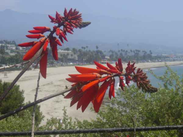 flower in front of Santa Monica
