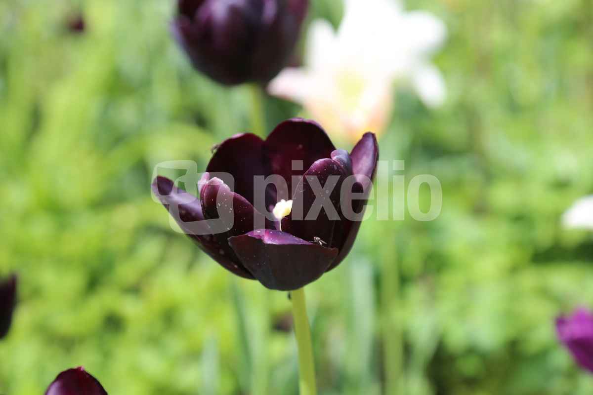 Schwarze Tulpe