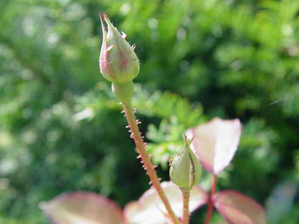 frische Triebe