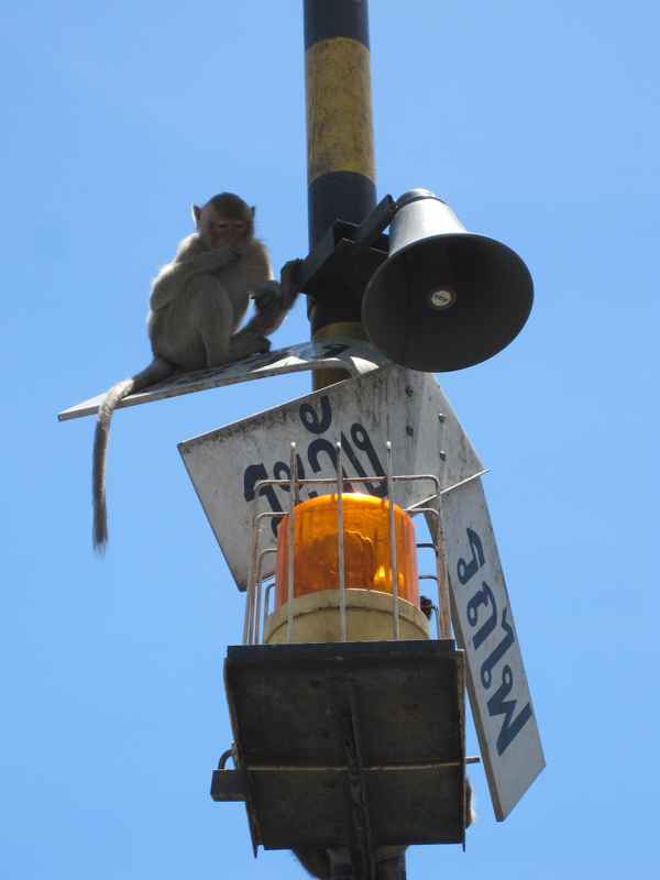 Thailand: Affe sitzt auf Straßenschild. / Foto: Alexander Hauk