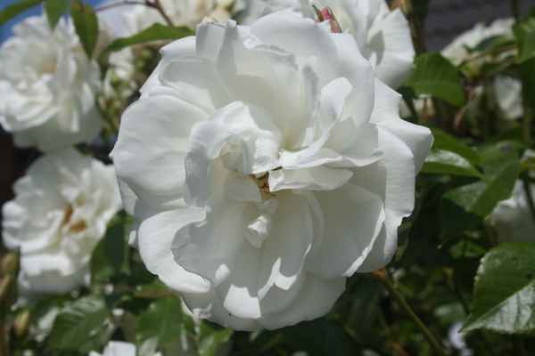 Im Garten V
