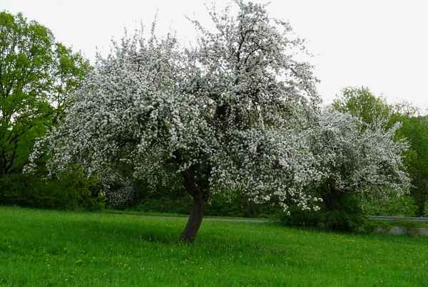 Apfelbaum in Blüte