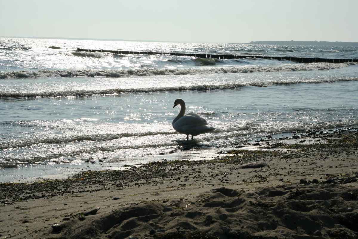 Schwan am Strand