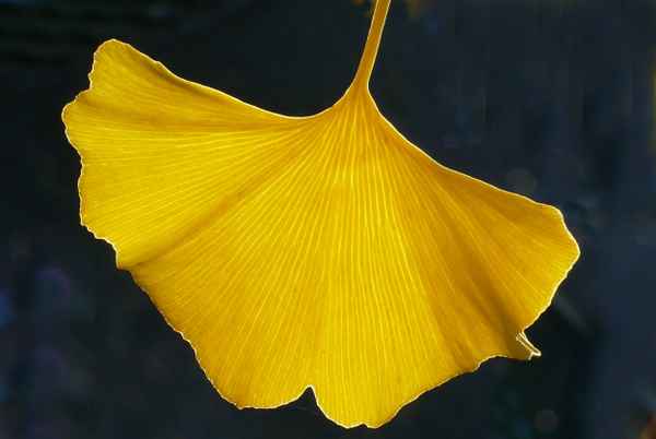 "Ginkgo biloba"