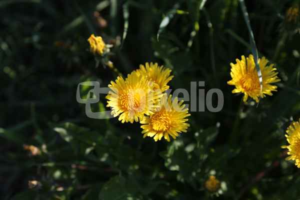 Löwenzahnblume