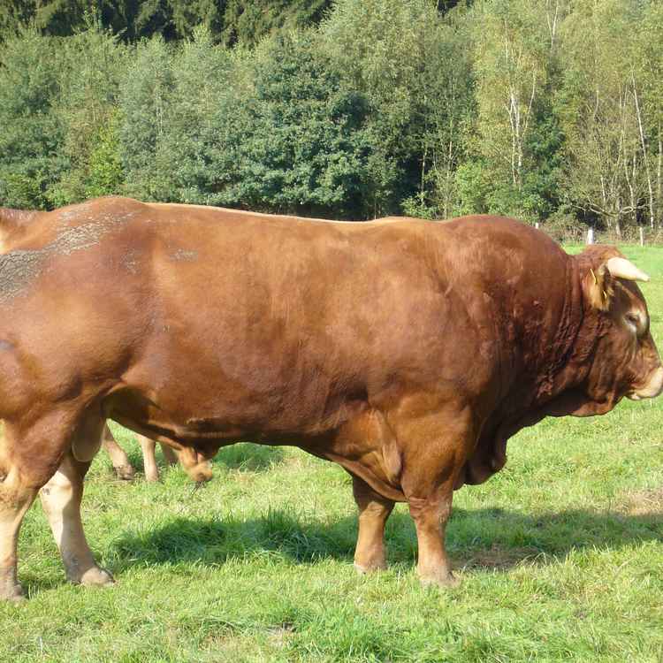 Limousin Bulle