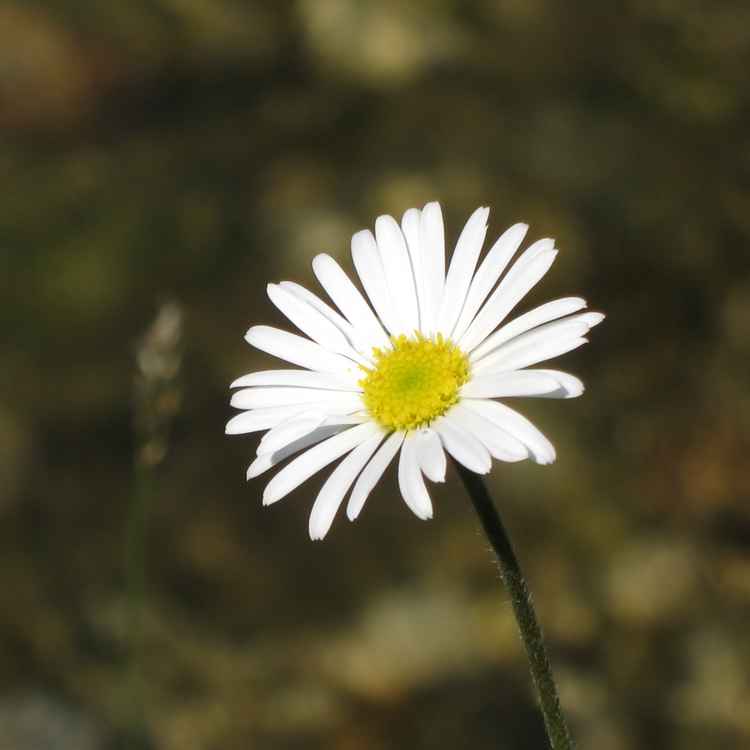 Gänseblümchen Daisy