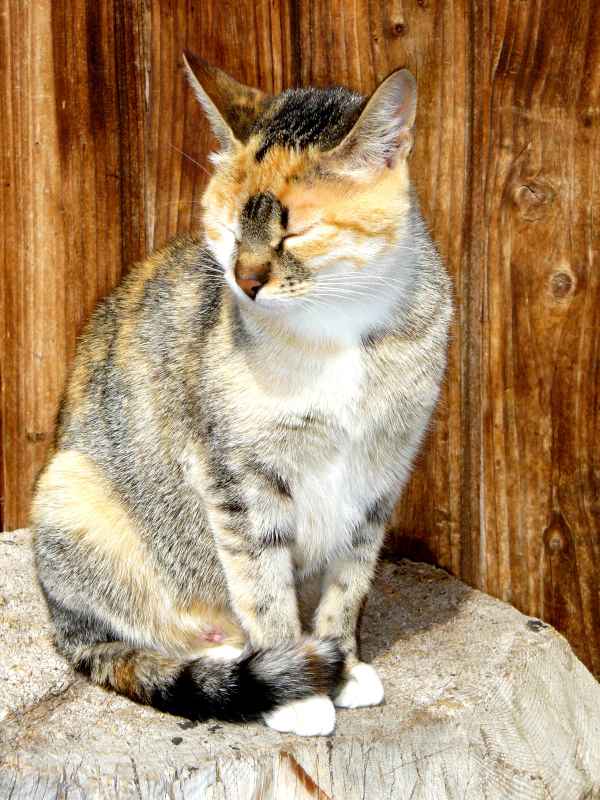 Die Katze des Bergbauern Nummer 3