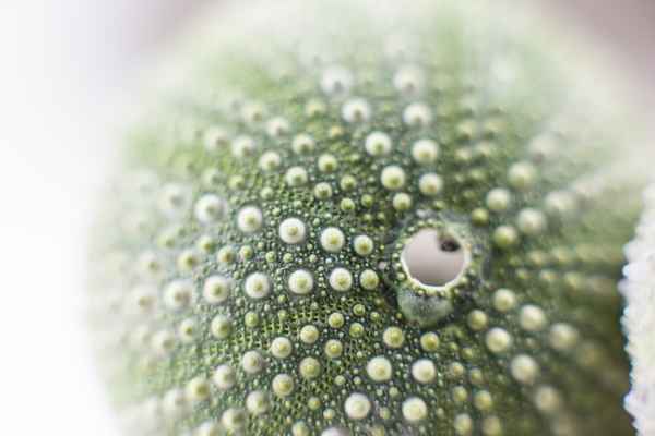See-Igel-Skelett3