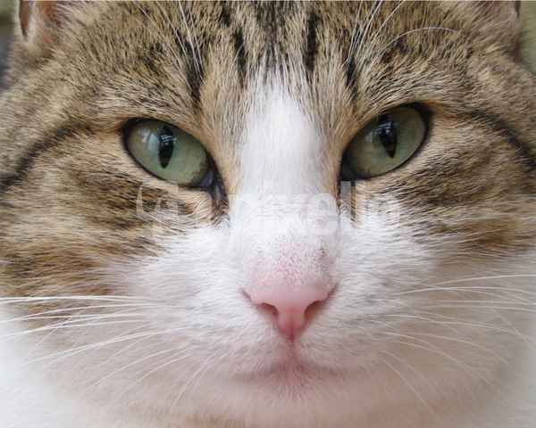 Eye of the tiger