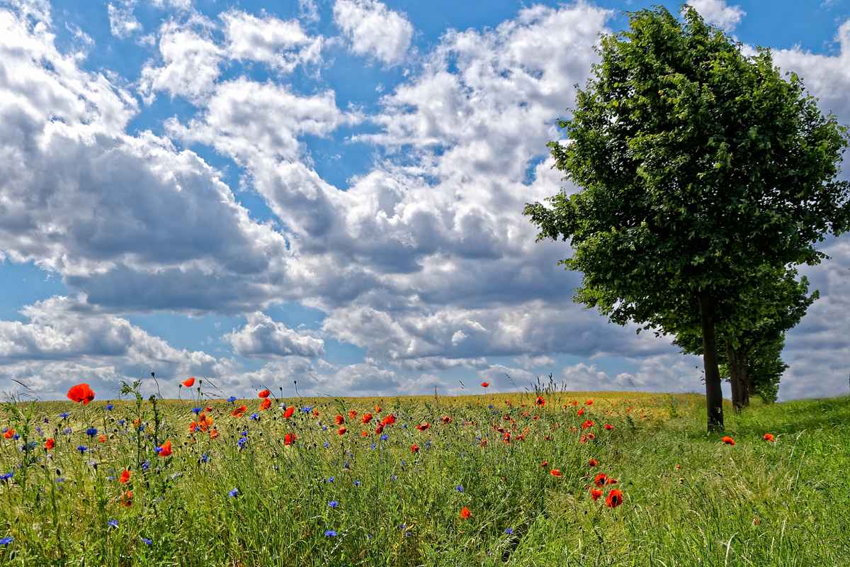 Wolken ziehen überm Feld