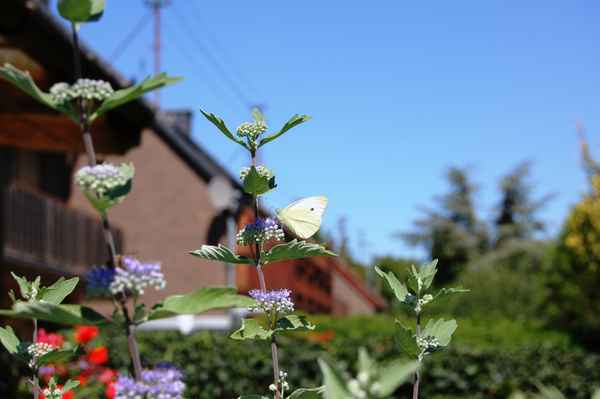 Schmetterling in Blume
