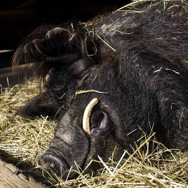 Rudern macht müde Andy