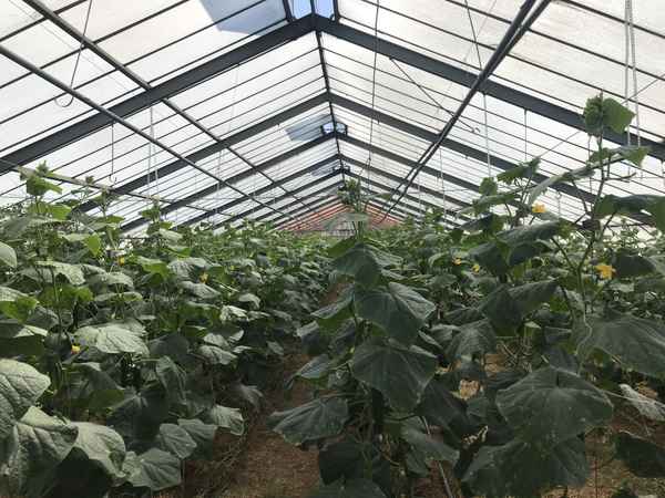 Gewächshaus mit Pflanzen / Foto: Alexander Hauk