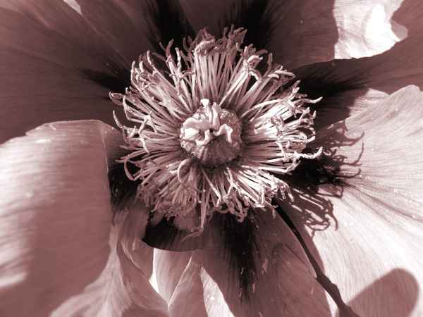 Blütenstempel einer Pfingstrose (2)
