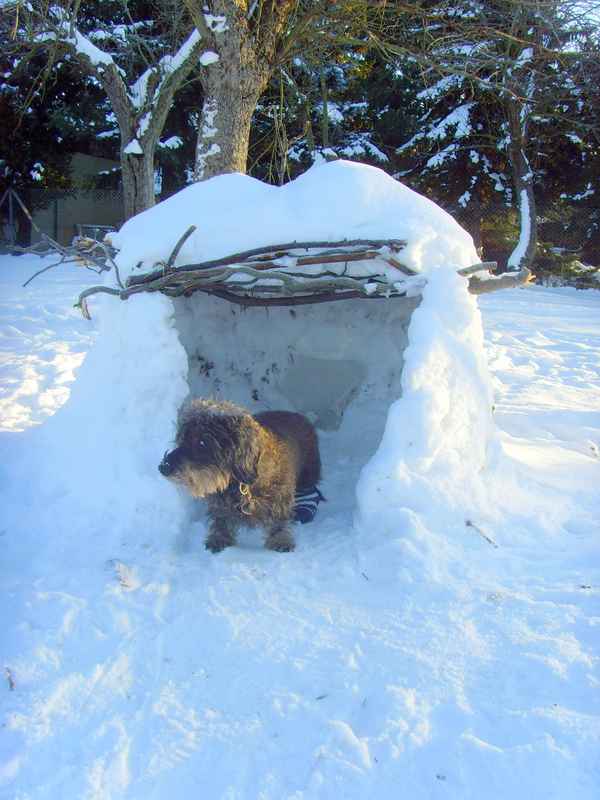DACKEL-IGLU