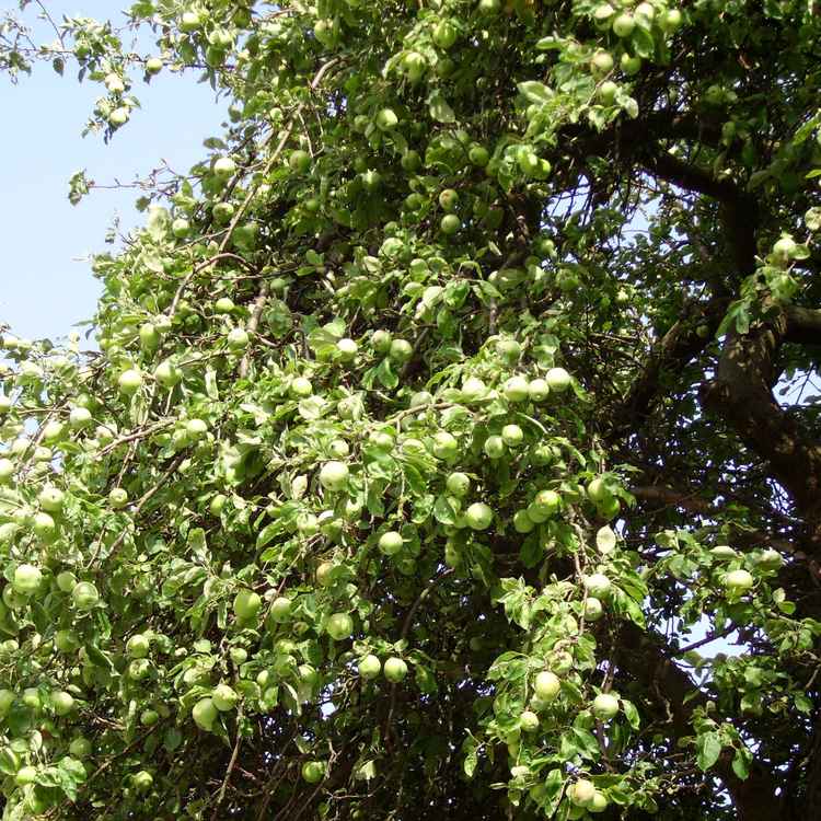 Alles klar am Apfelbaum