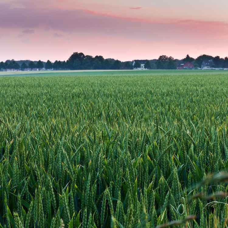 Abendstimmung am Feldweg