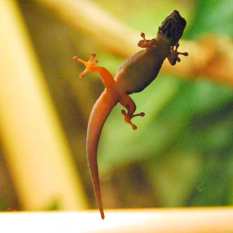 Gecko von unten