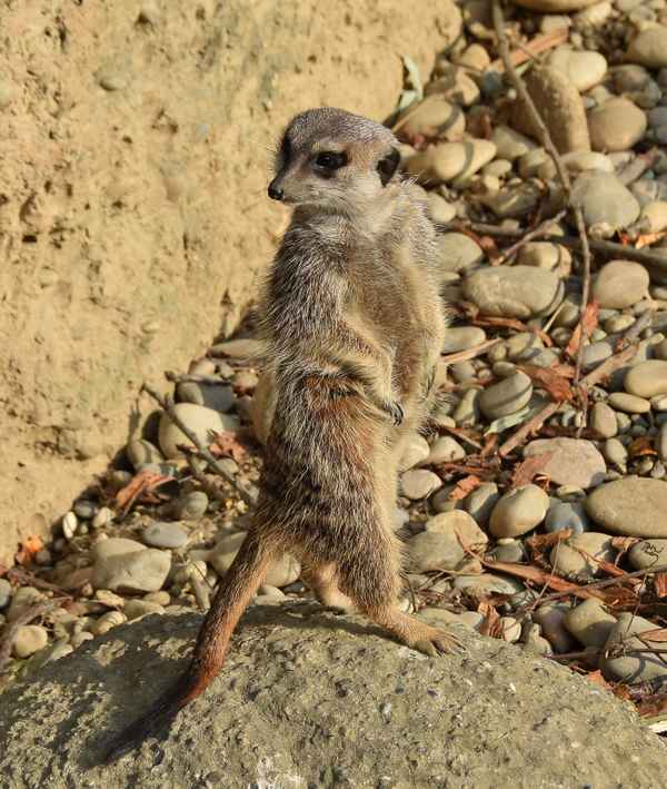 Erdmännchen: Kopfdrehung 180°