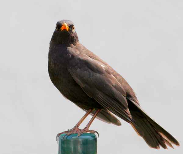 Amsel
