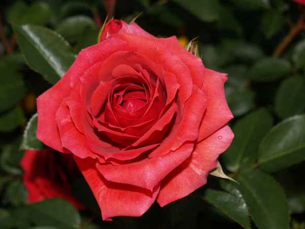 Red Red Roses