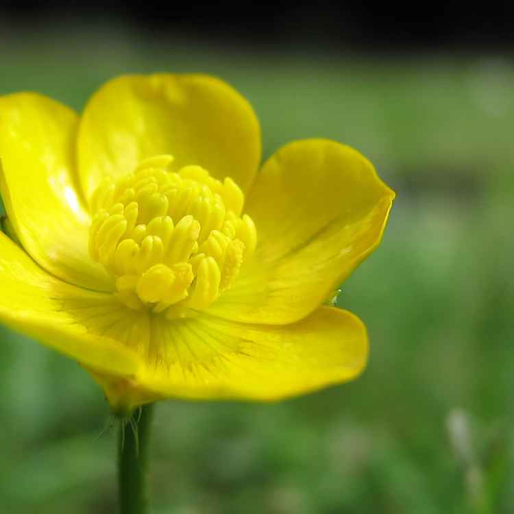 Butterblümchen