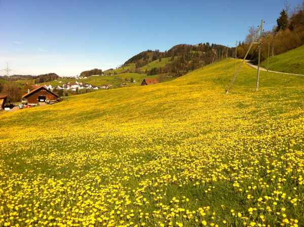 Gelbe Natur