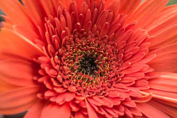 Die Blüte der Gerbera