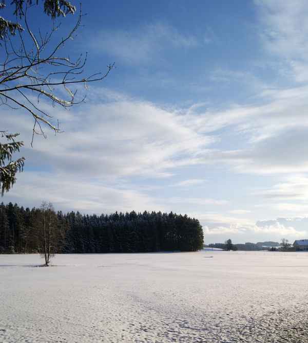 Baum in der Winterlandschaft