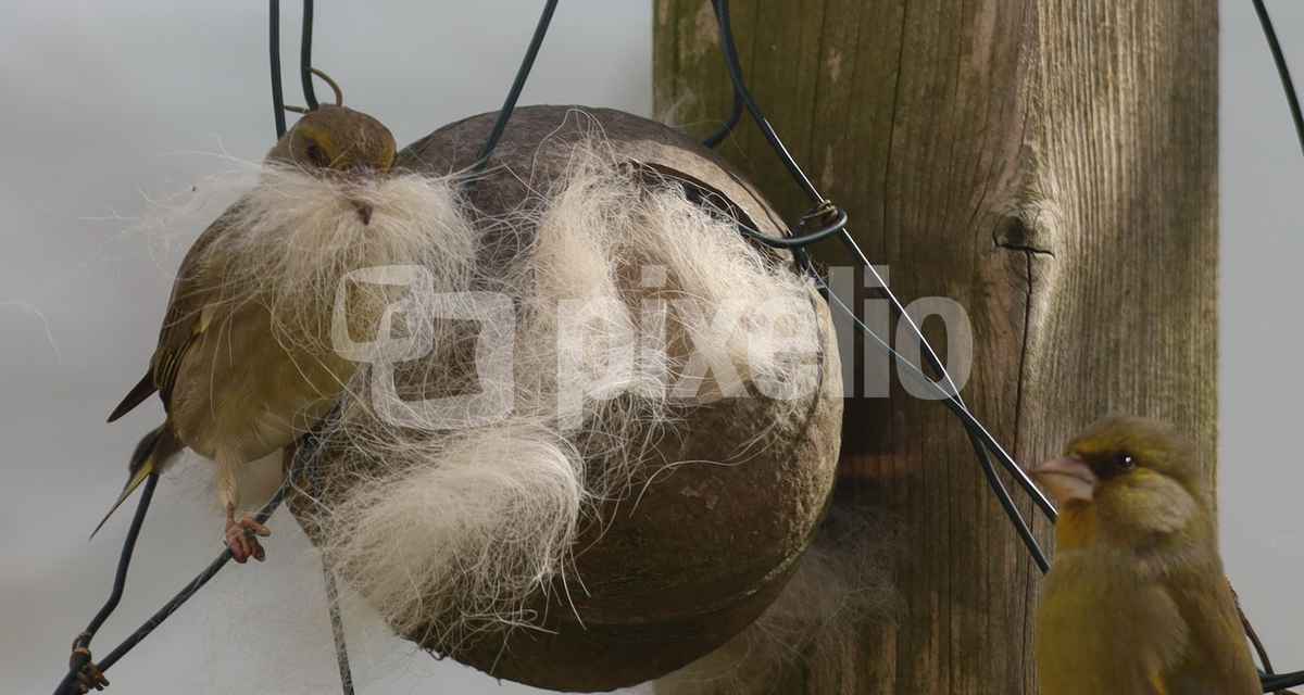 die nestbauer