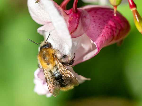 Ackerhummel-1