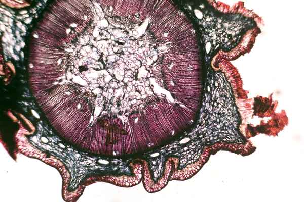 Mikroskopquerschnitt Kiefernholz