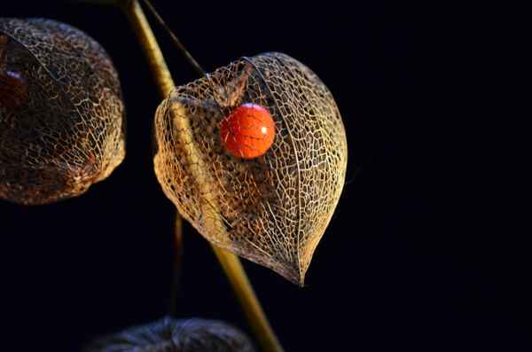 Filigranes Nachtschattengewächs