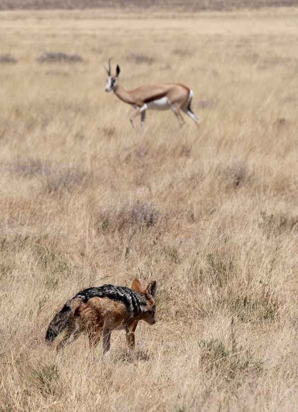 Etosha NP - Friedliches Beisammensein ?