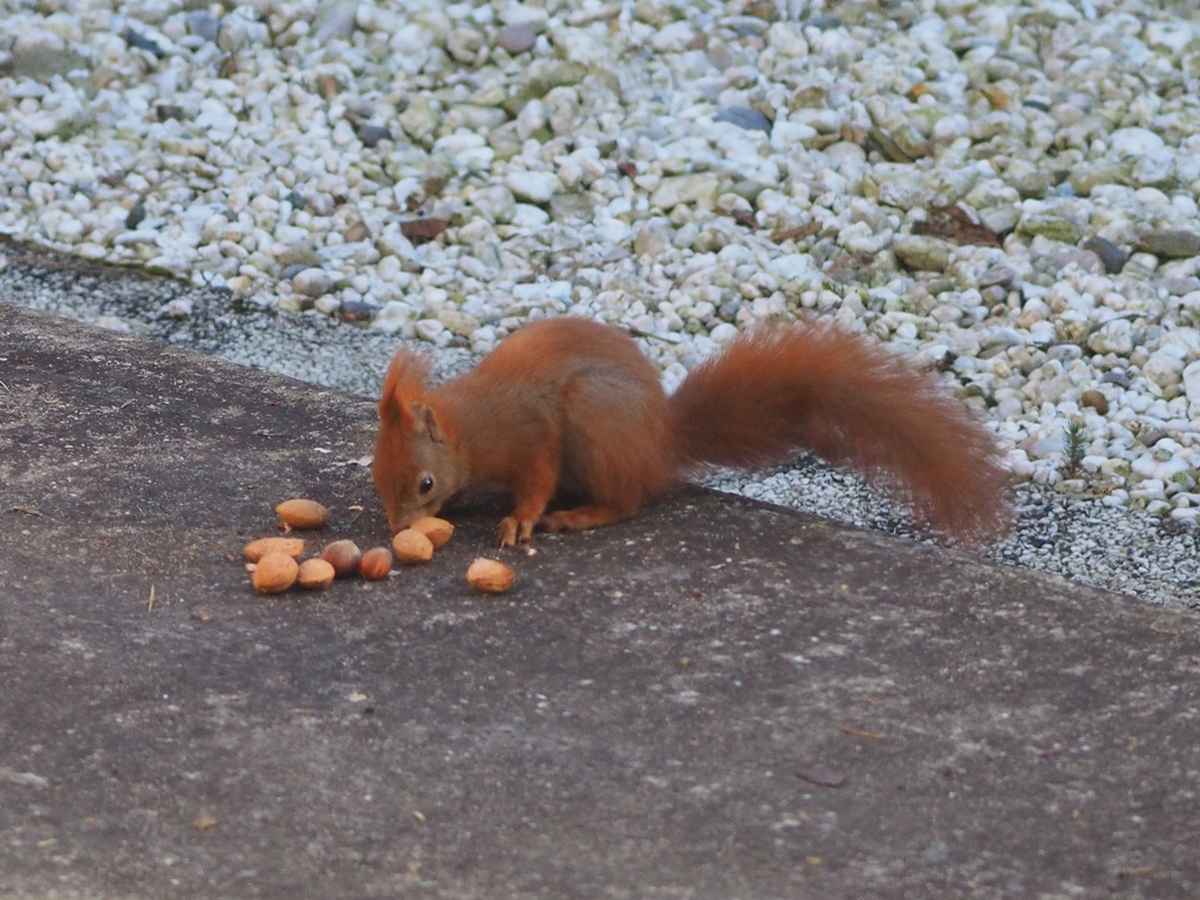 Eichhörnchenfütterung