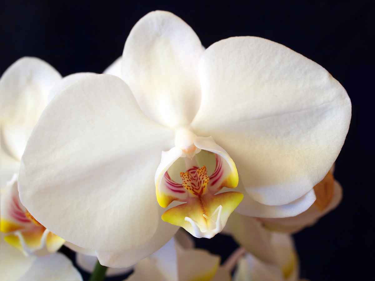 Orchideenblüte