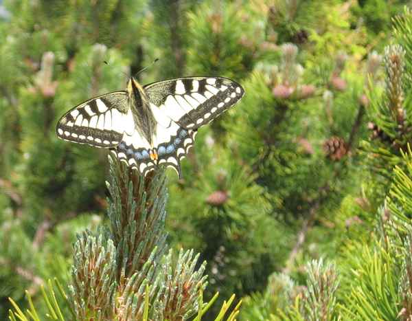 Wer ist der Schönste im ganzen Land?