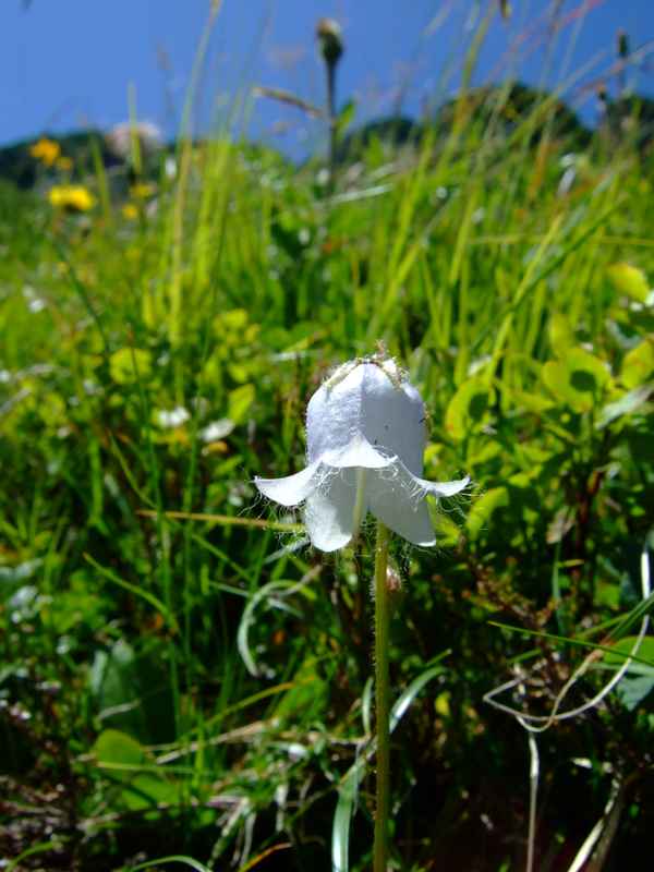 Glockenblume